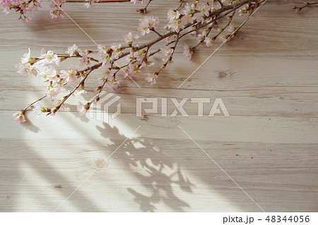 室内で撮影した桜の花 室内で撮影した桜の花 48344056