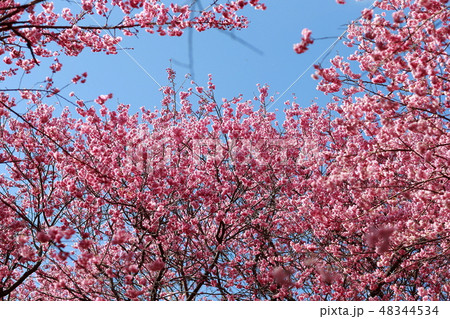 桜 48344534