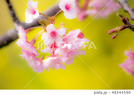 菜の花と頼朝桜02 48344590