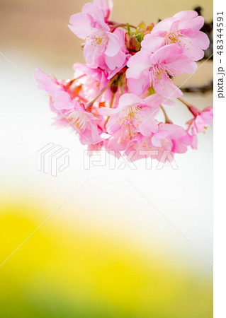 菜の花と頼朝桜01 48344591