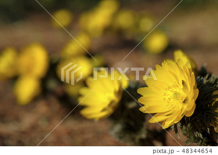 早春の花　フクジュソウ　 48344654