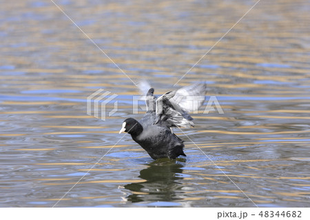 オオバン 48344682