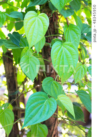 betel leaf, Fresh piper betle 48345950