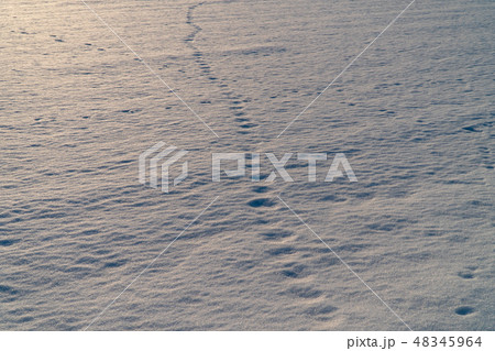 雪の上の足跡 48345964