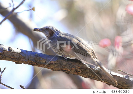 エサをくわえたヒヨドリ　梅園にて 48346086