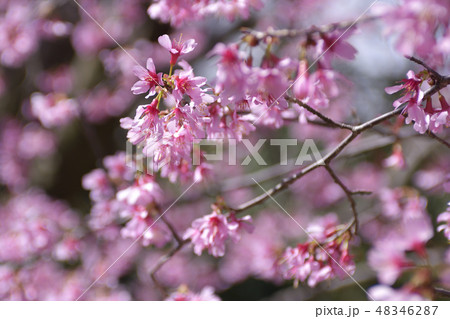 長徳寺　オカメ桜（阿亀桜） 48346287