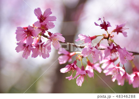 長徳寺　オカメ桜（阿亀桜） 48346288