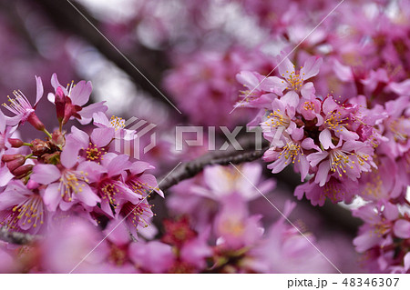 長徳寺 オカメ桜(阿亀桜) 長徳寺 オカメ桜(阿亀桜) 48346307