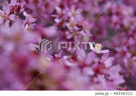 長徳寺　オカメ桜（阿亀桜） 48346322