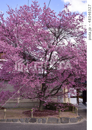 長徳寺　オカメ桜（阿亀桜） 48346327