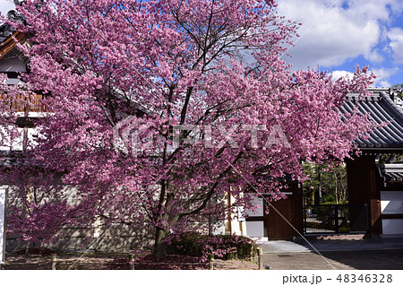 長徳寺　オカメ桜（阿亀桜） 48346328