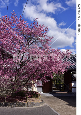 長徳寺　オカメ桜（阿亀桜） 48346329