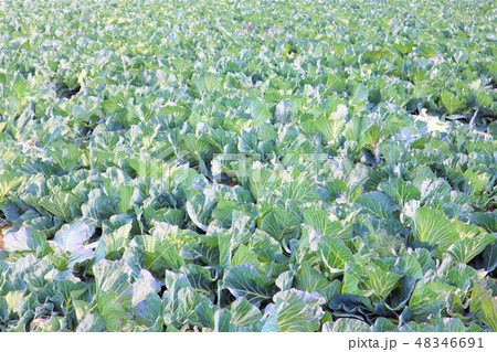 愛知県田原市のキャベツ畑 48346691