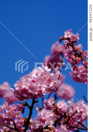 河津桜 48347320