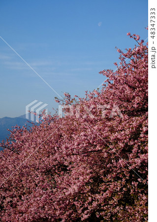 河津桜の風景・松田町 河津桜の風景・松田町 48347333