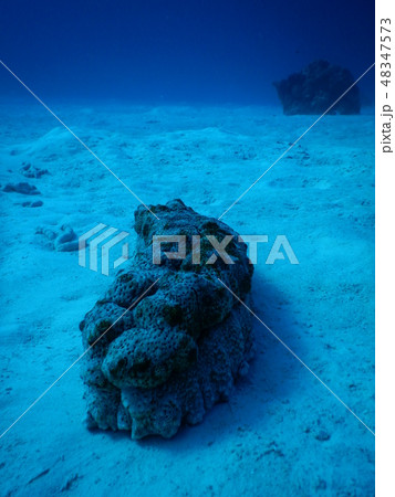 アデヤカバイカナマコ アデヤカバイカナマコ 48347573