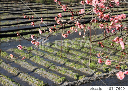 梅の花咲く早春のワサビ田 梅の花咲く早春のワサビ田 48347600