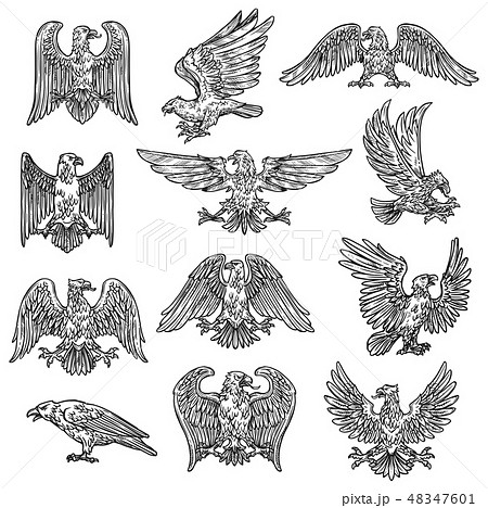 Heraldic sketch gothic eagle hawk icons 48347601