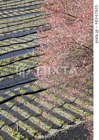 梅の花咲く早春のワサビ田 梅の花咲く早春のワサビ田 48347605