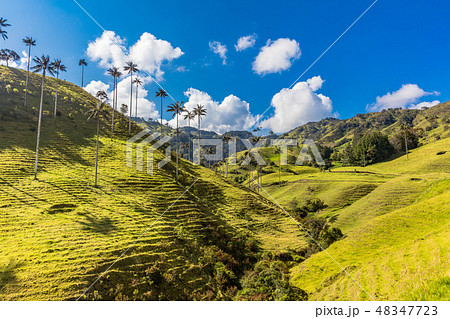 Bosque De Palma De Cera La Samaria San Felix Salamina Caldas Col 48347723