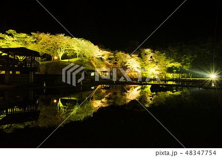 臼杵市野津町　吉四六ランド夜桜ライトアップ 48347754