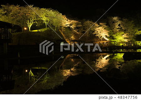 臼杵市野津町 吉四六ランド夜桜ライトアップ 臼杵市野津町 吉四六ランド夜桜ライトアップ 48347756