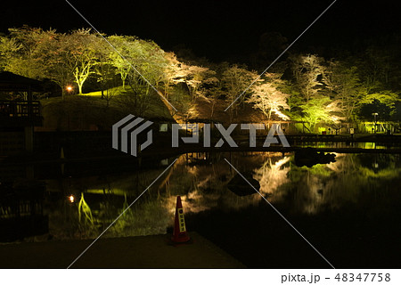 臼杵市野津町 吉四六ランド夜桜ライトアップ 臼杵市野津町 吉四六ランド夜桜ライトアップ 48347758