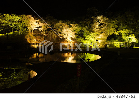 臼杵市野津町　吉四六ランド夜桜ライトアップ 48347763