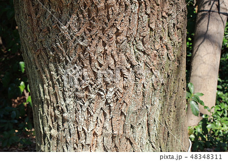 センダン 栴檀 センダン科 木肌 木膚 木のはだ 外皮 樹皮 木目 の写真素材 4411