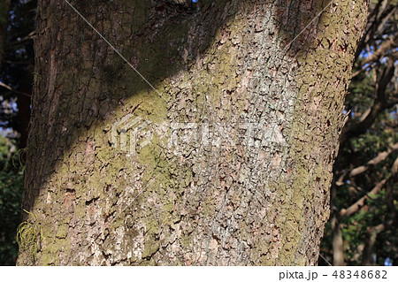 クスノキ・樟(クスノキ科)木肌・木膚・木のはだ・外皮・樹皮・木目) クスノキ・樟(クスノキ科)木肌・木膚・木のはだ・外皮・樹皮・木目) 48348682