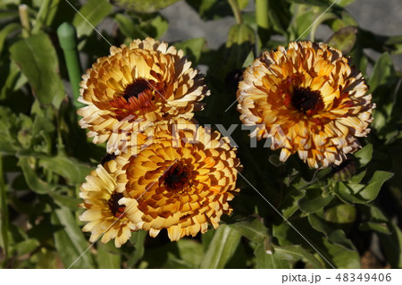 キンセンカ　橙色　01 48349406