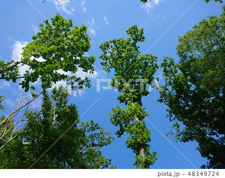 新緑 新緑 48349724