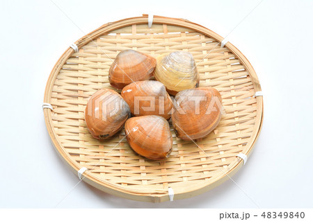 食材「あおやぎ」「青柳」「アオヤギ」「バカガイ」「馬珂貝」「馬鹿貝」。海水の二枚貝。 食材「あおやぎ」「青柳」「アオヤギ」「バカガイ」「馬珂貝」「馬鹿貝」。海水の二枚貝。 48349840