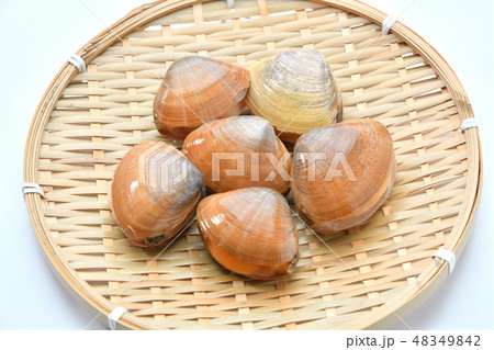 食材 あおやぎ 青柳 アオヤギ バカガイ 馬珂貝 馬鹿貝 海水の二枚貝 の写真素材