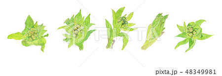 Petasites japonicus ふきのとう 48349981