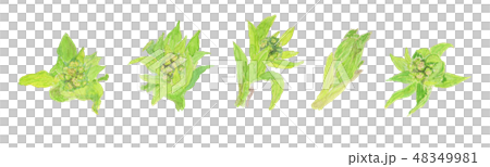 Petasites japonicus ふきのとう 48349981