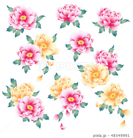 日本的な牡丹花のイラスト素材