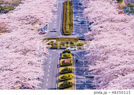 （静岡県）冨士霊園の桜並木 48350115