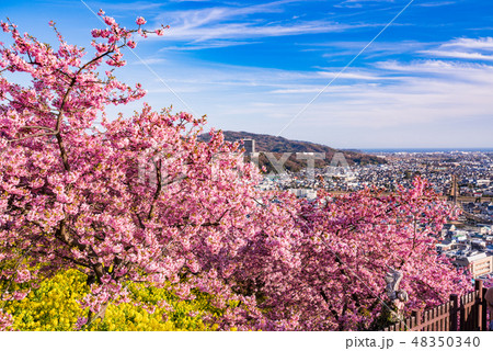（神奈川県）西平畑公園（松田山ハーブガーデン）の河津桜 48350340