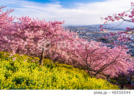 （神奈川県）西平畑公園（松田山ハーブガーデン）の河津桜 48350344