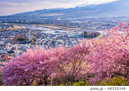 (神奈川県)西平畑公園(松田山ハーブガーデン)の河津桜 (神奈川県)西平畑公園(松田山ハーブガーデン)の河津桜 48350346