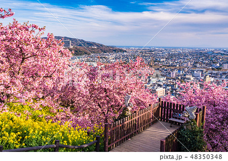 （神奈川県）西平畑公園（松田山ハーブガーデン）の河津桜 48350348