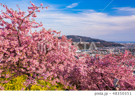 神奈川県 西平畑公園 松田山ハーブガーデン の河津桜の写真素材