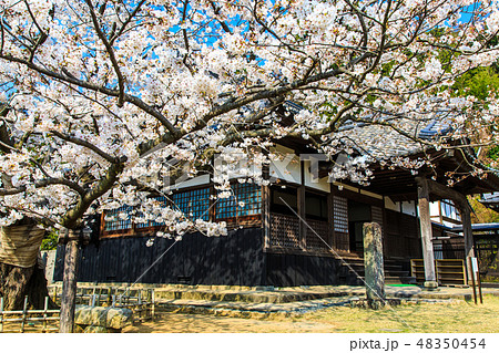 清水観音と桜　【長崎市】 48350454