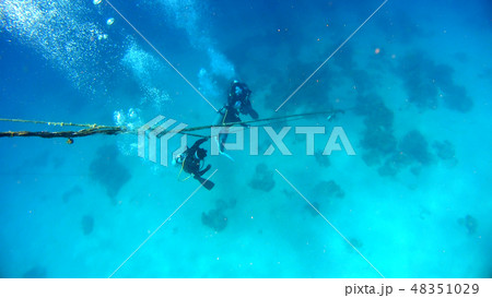 ダイバー　水中写真 48351029