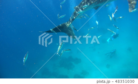 野生のジンベイザメ　水中写真 48351030