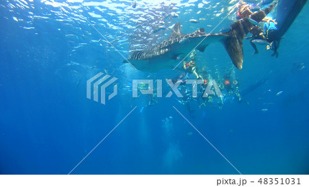 野生のジンベイザメ　水中写真 48351031