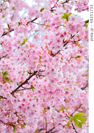 満開のサクラ（静岡県伊東市に咲く伊東小室桜） 48351733
