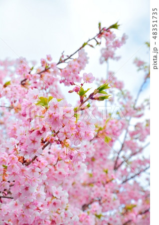 満開のサクラ(静岡県伊東市に咲く伊東小室桜) 満開のサクラ(静岡県伊東市に咲く伊東小室桜) 48351735