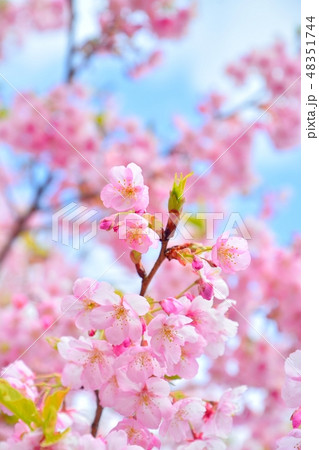 満開のサクラ(静岡県伊東市に咲く伊東小室桜) 満開のサクラ(静岡県伊東市に咲く伊東小室桜) 48351744
